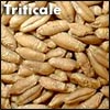 Triticale