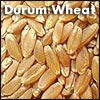 Durum Wheat