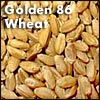 Golden Wheat