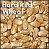 Hard Red Wheat