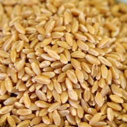 Pasta - Durum Wheat for pasta 5 gal 35 lb. SP