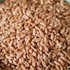 Red Wheat - Hard Red Wheat dbl plastic 25 lb. bag