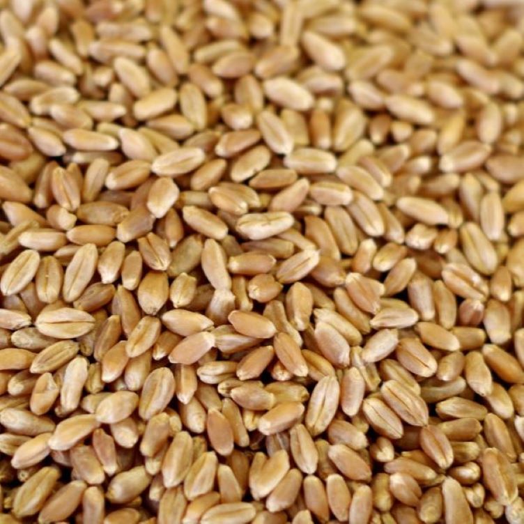 Natural Hard Red Wheat 50 lb. paper bag