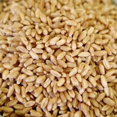 Natural Hard White Wheat 50 lb. paper bag