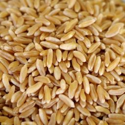 Kamut®Brand khorasan wheat 25 lb. bag