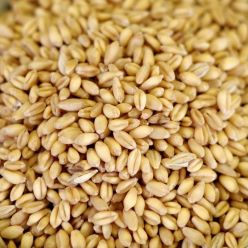 Soft Wheat for pastries 50 lb. bag